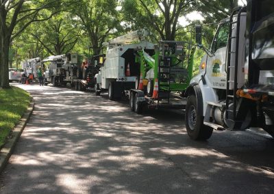 Tree Services Land O' Lakes FL