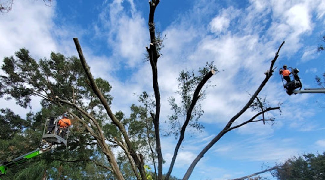 Can Over-Pruning Kill a Tree?